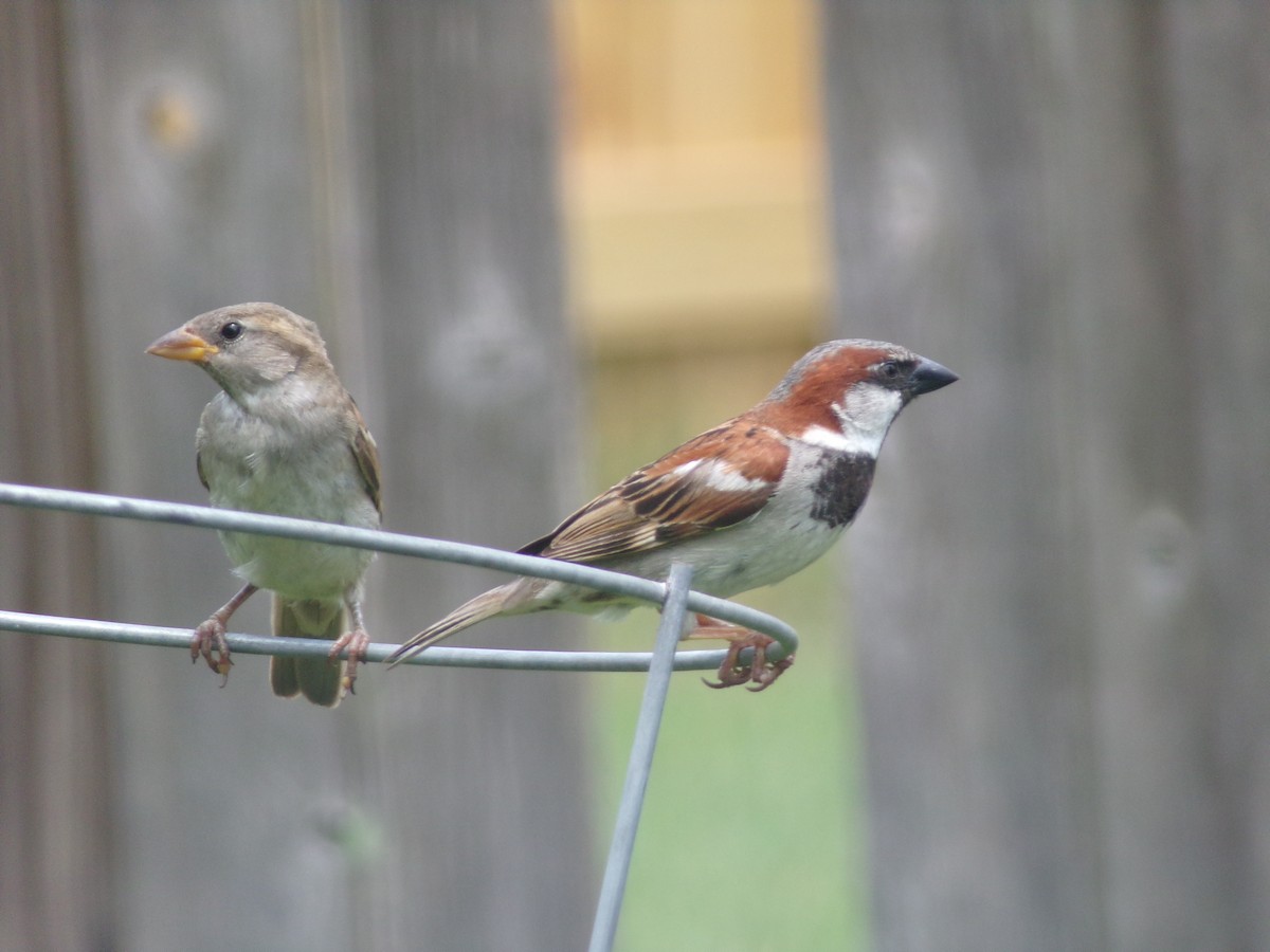 House Sparrow - Texas Bird Family