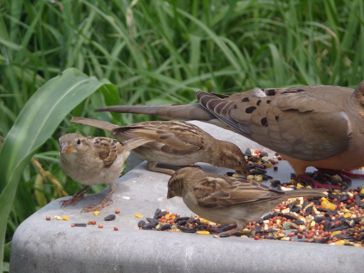 House Sparrow - Texas Bird Family