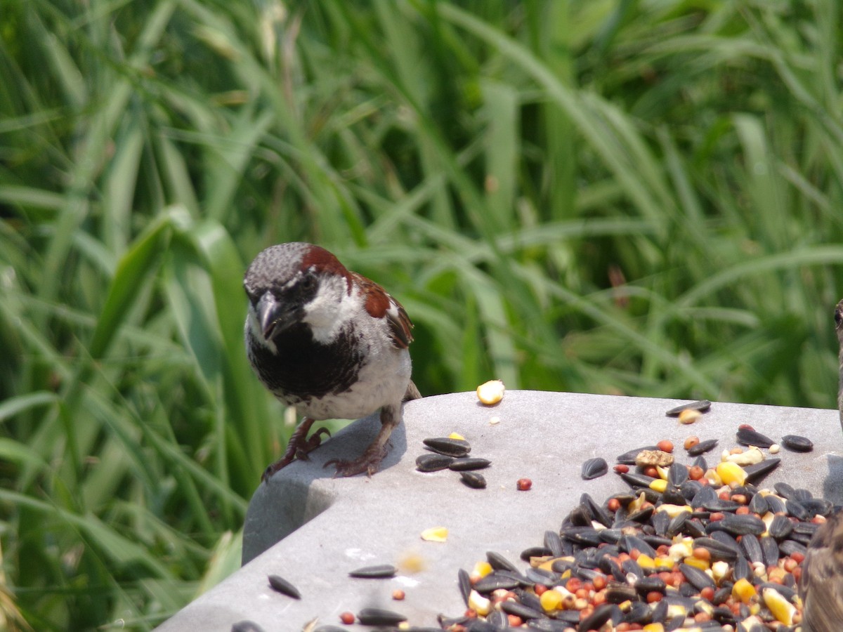 House Sparrow - Texas Bird Family