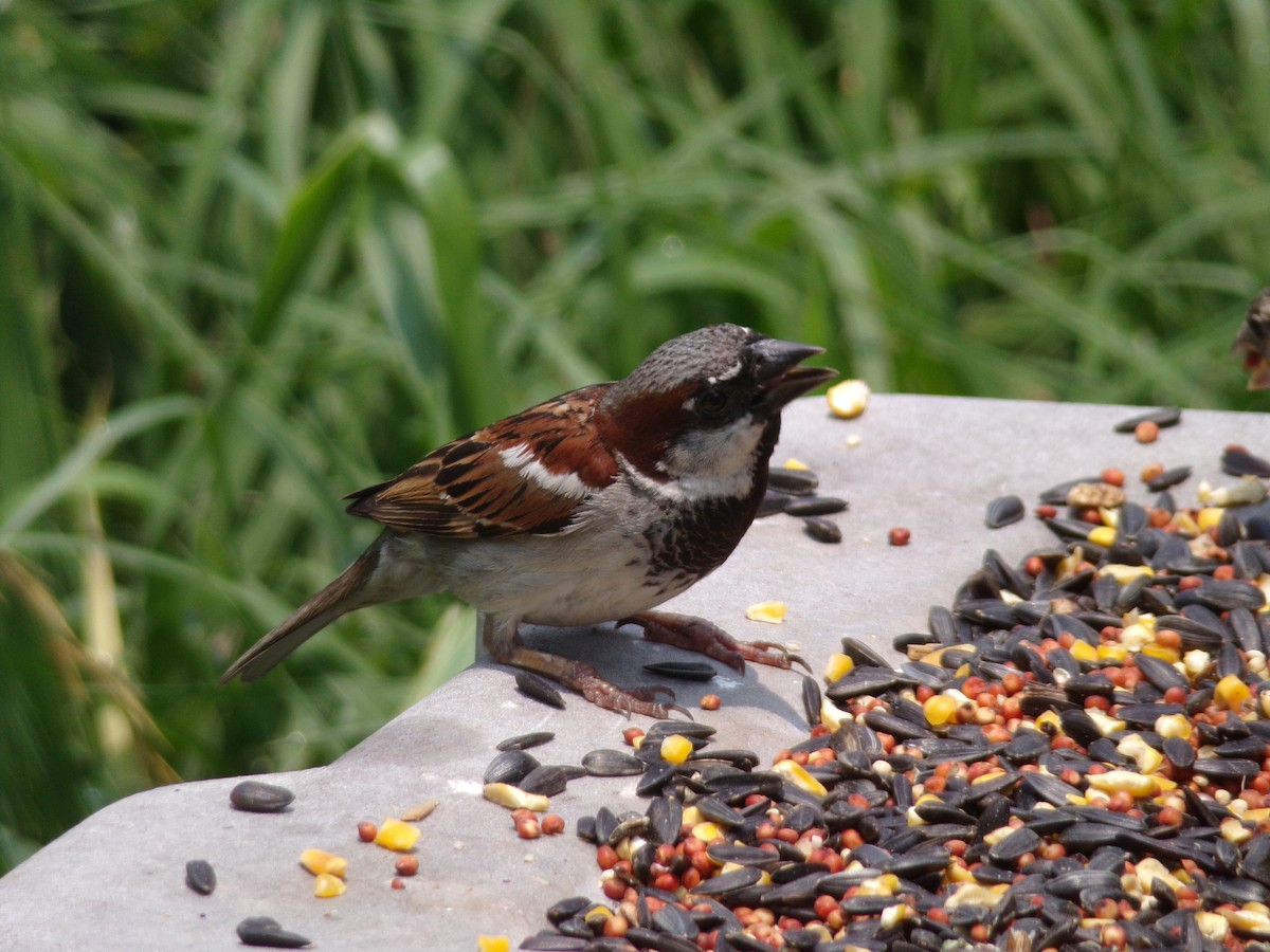 House Sparrow - Texas Bird Family