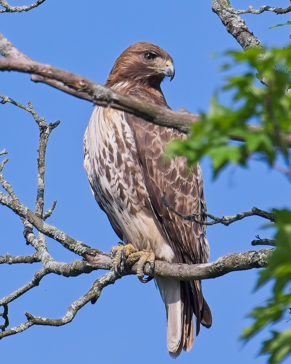 Red-tailed Hawk - Dwight Cheu