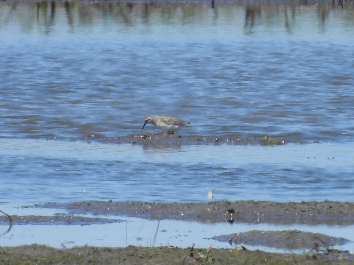 Semipalmated Sandpiper - Riley Saxton