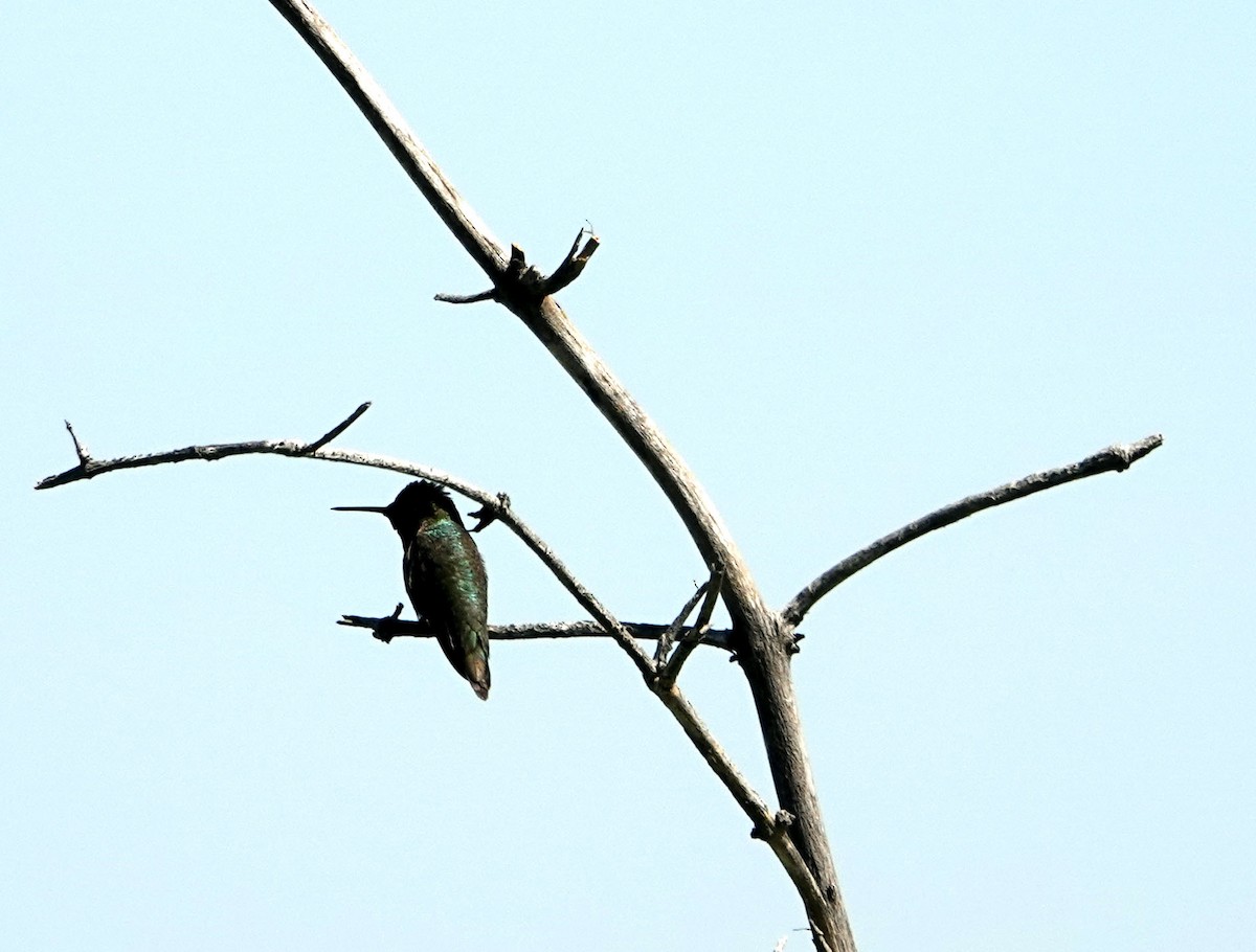 Anna's Hummingbird - Ann Marshall