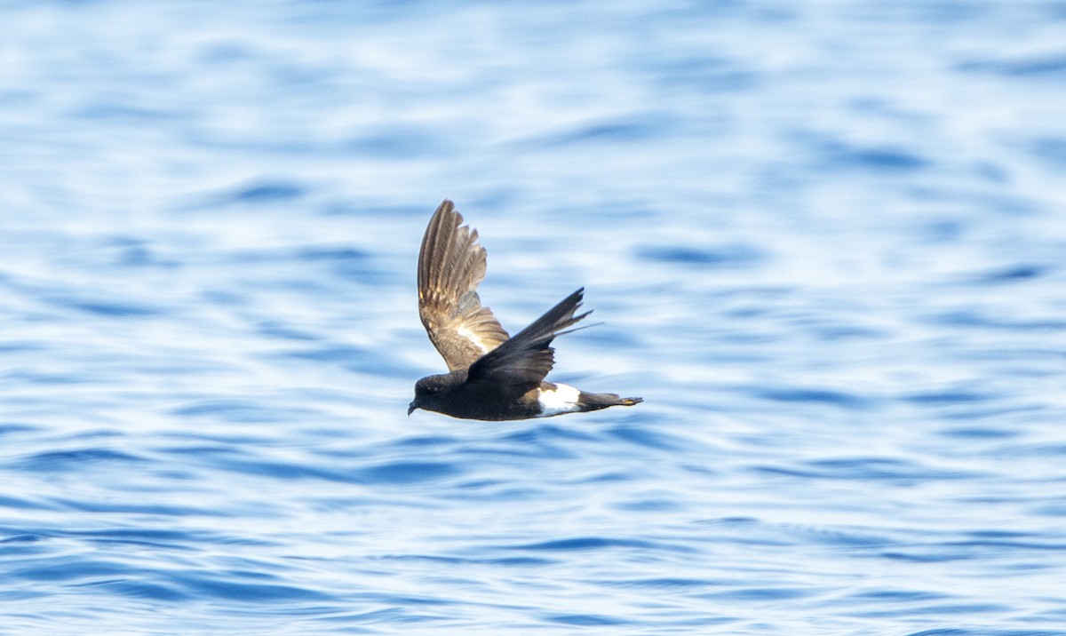 Wilson's Storm-Petrel - Kenny Miller