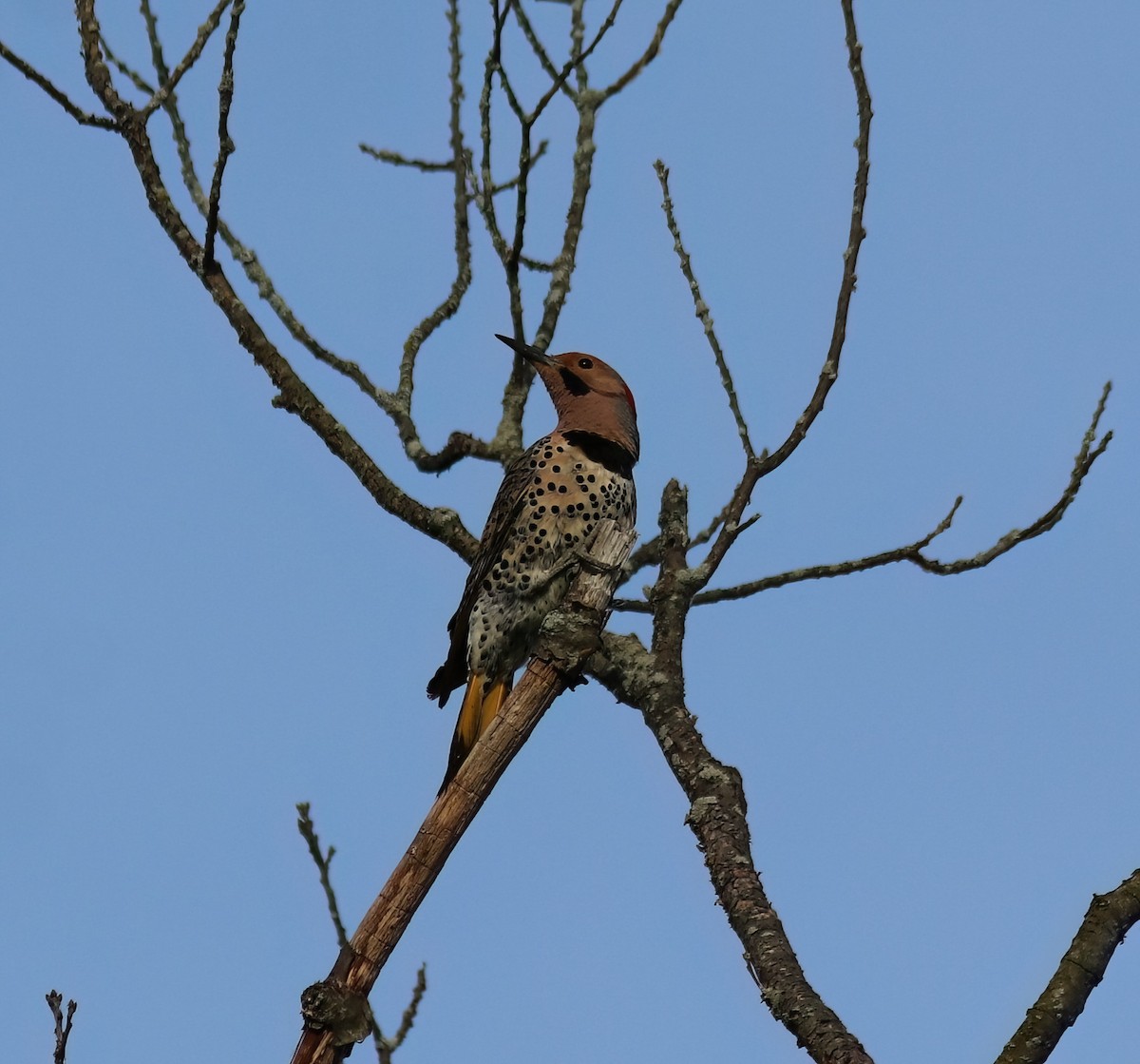 Northern Flicker - ML619574026