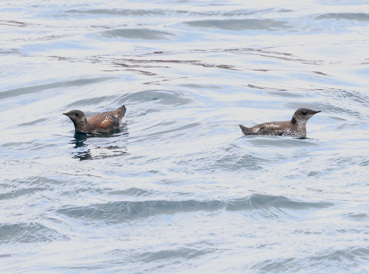 Marbled Murrelet - Lynda Lybeck-Robinson