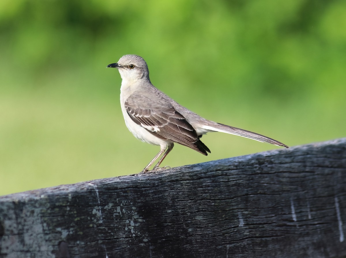 Northern Mockingbird - Daniel Loss