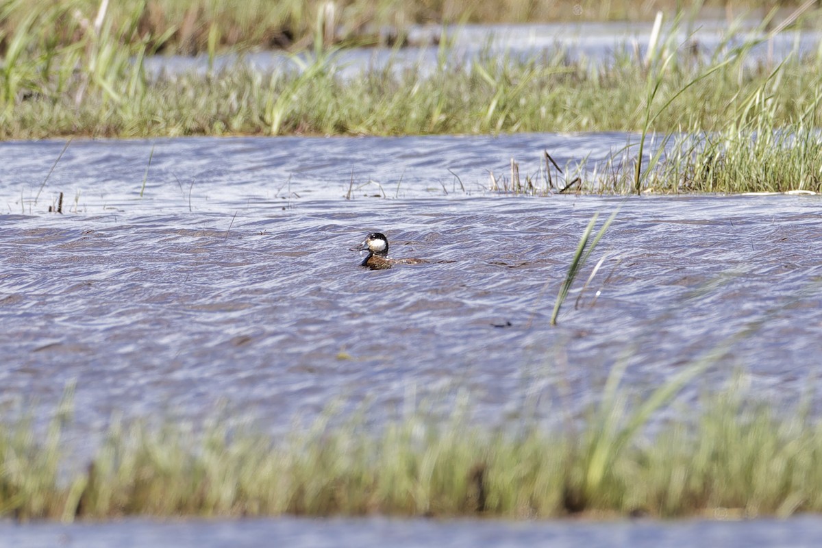 Ruddy Duck - Mario St-Gelais