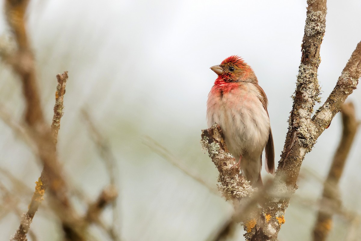 Common Rosefinch - Luboš Klikar