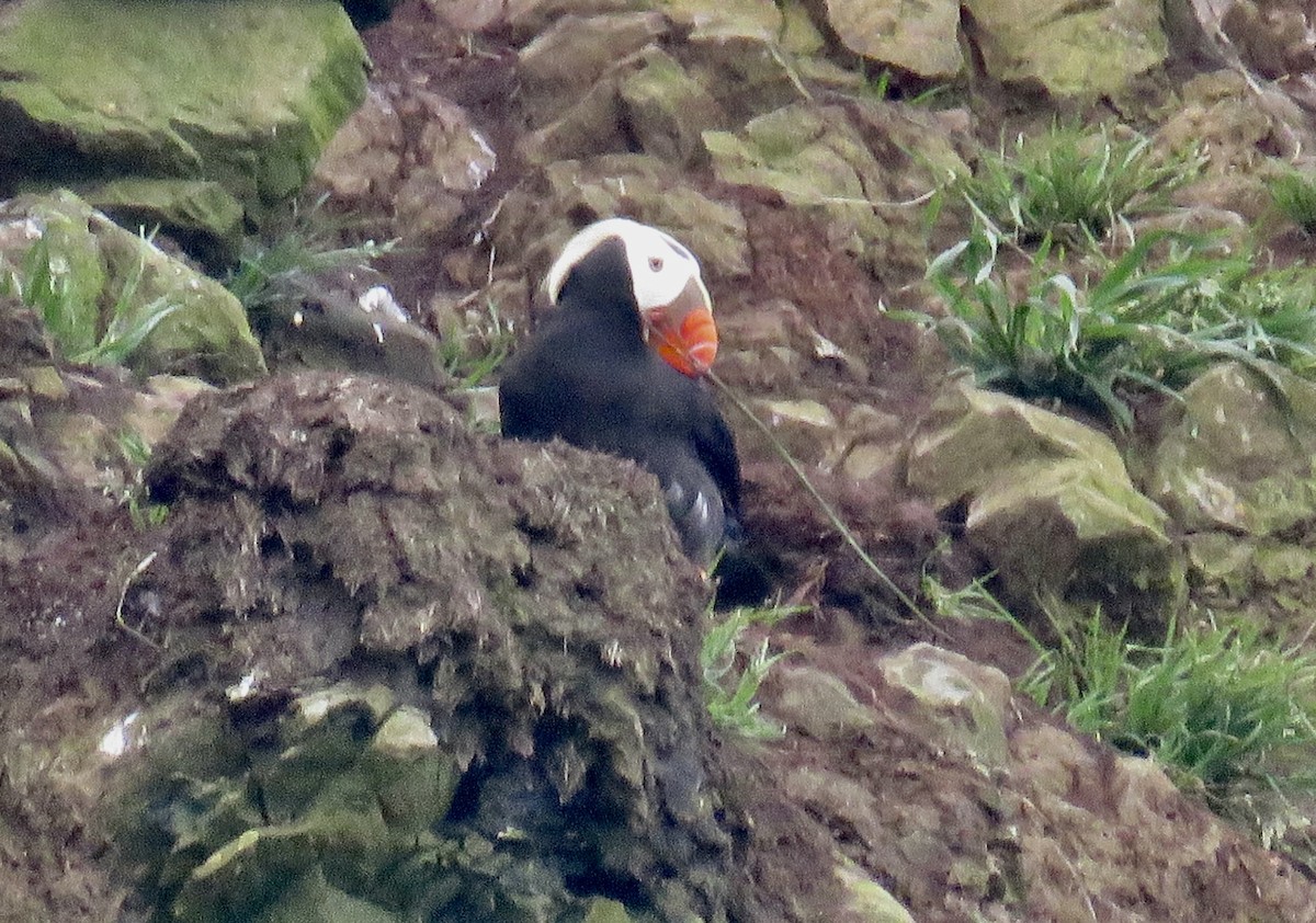 Tufted Puffin - Molly Sultany