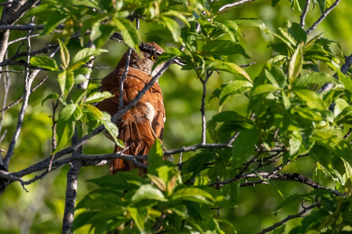 Brown Thrasher - Anonymous