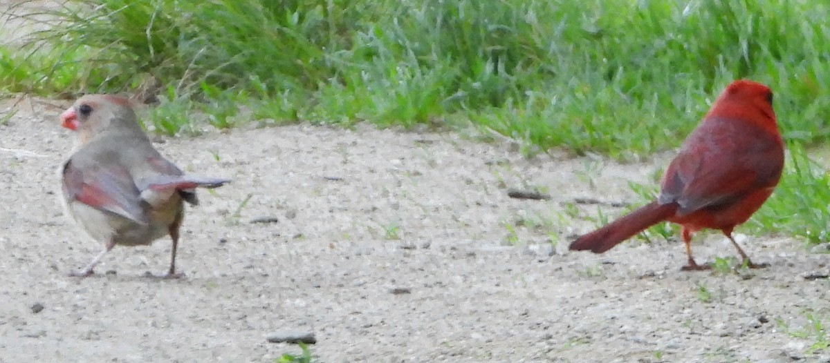 Northern Cardinal - alan murray