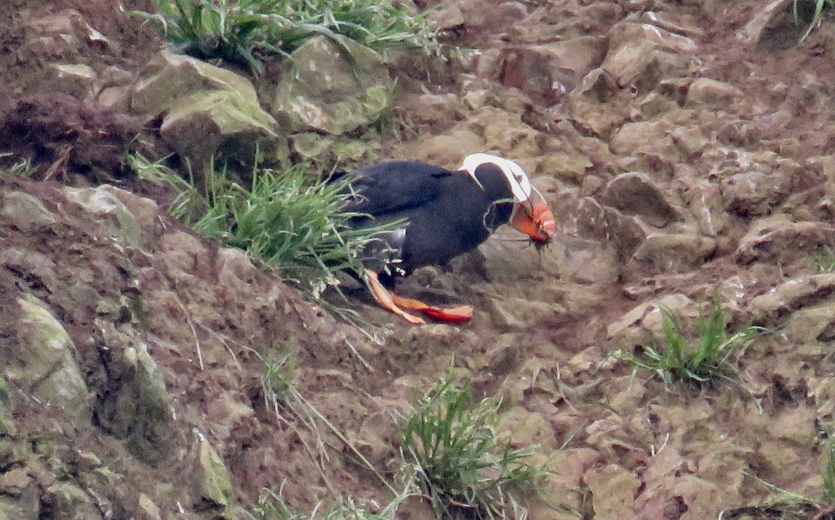 Tufted Puffin - Molly Sultany