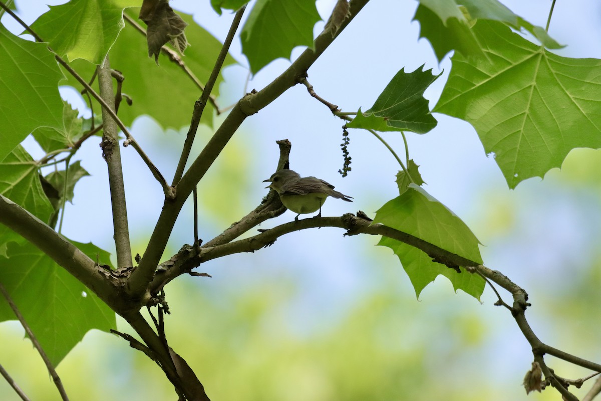 Warbling Vireo - William Going