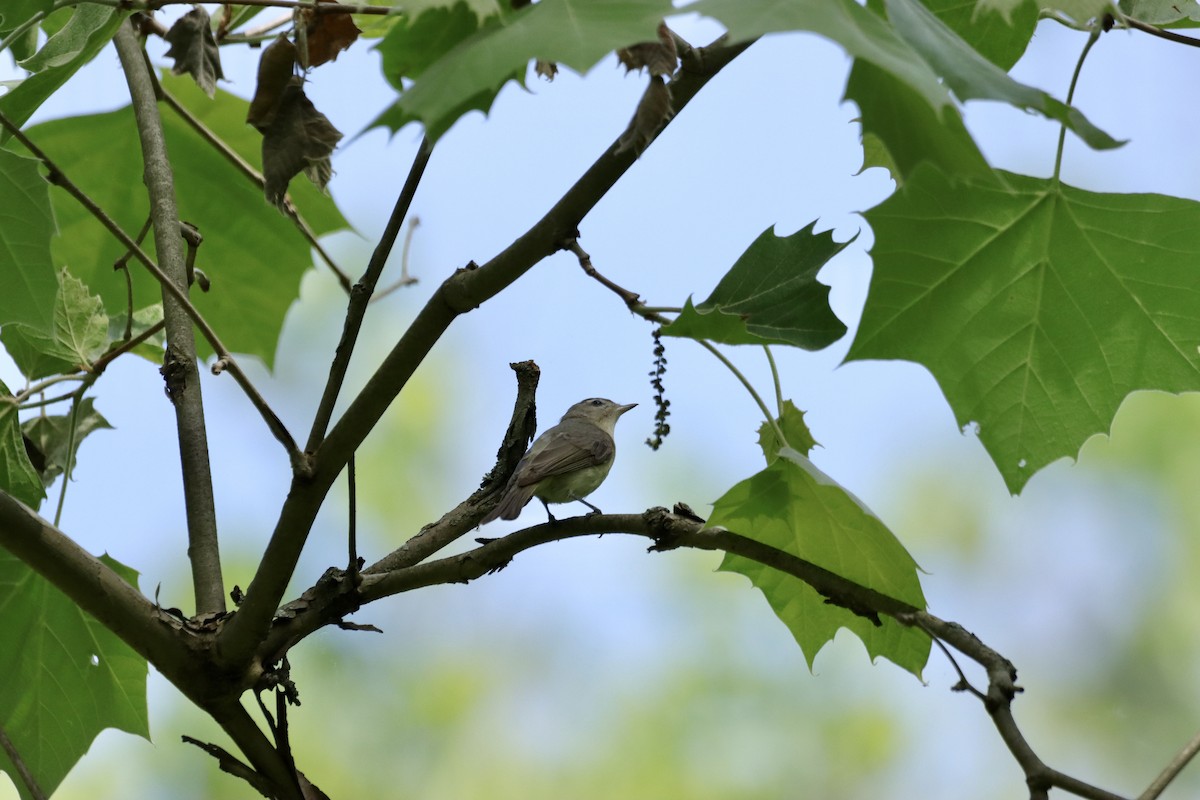 Warbling Vireo - William Going