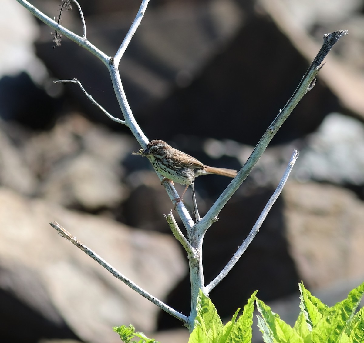 Song Sparrow - Daniel Loss