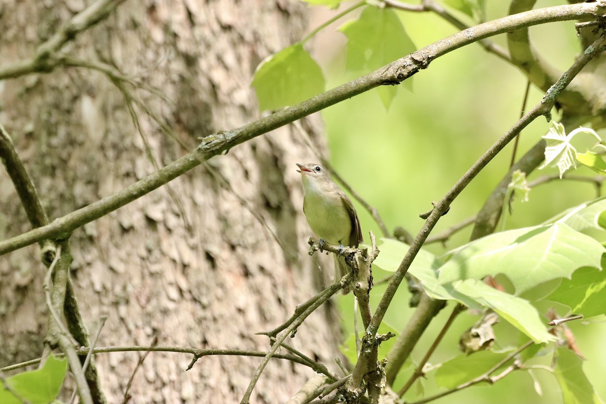 Warbling Vireo - William Going