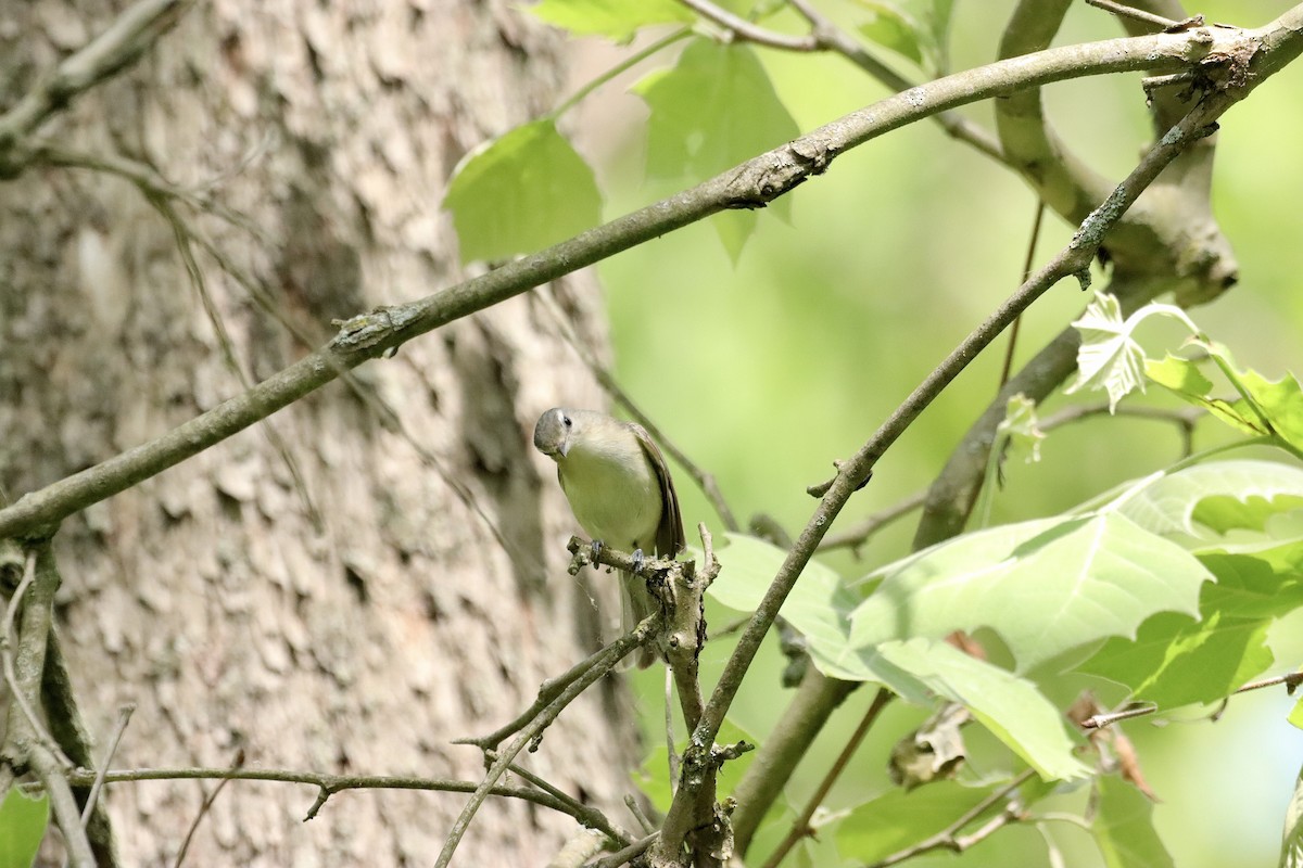 Warbling Vireo - William Going