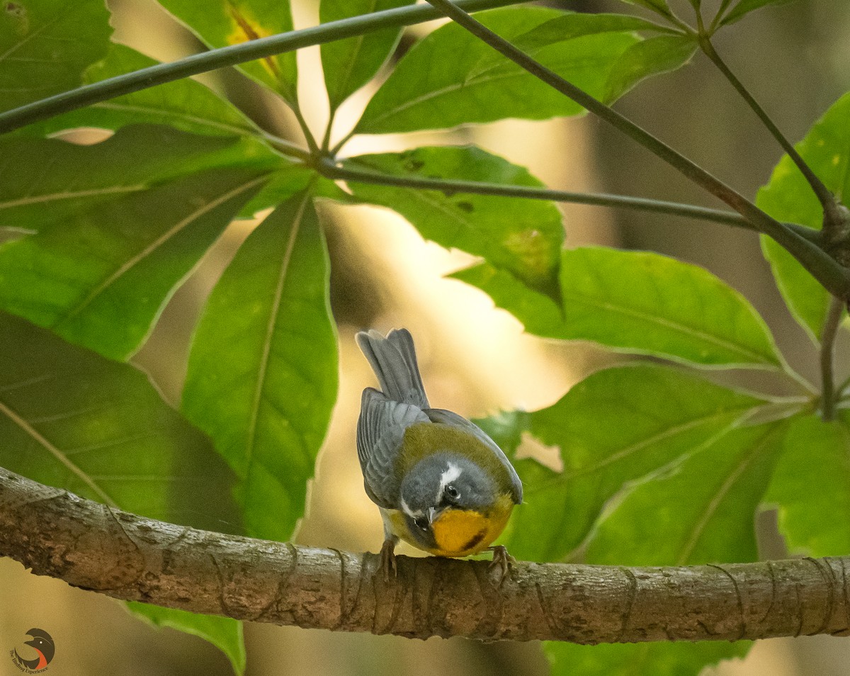 Crescent-chested Warbler - ML619574096