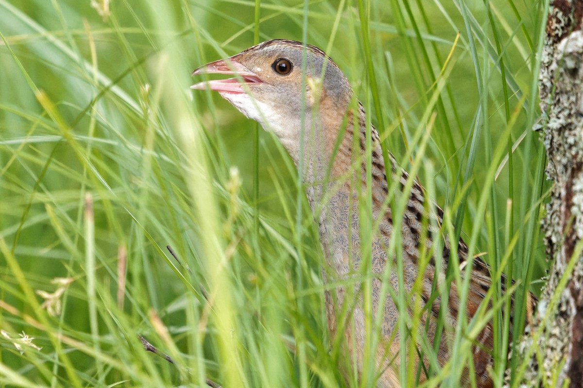 Corn Crake - ML619574097