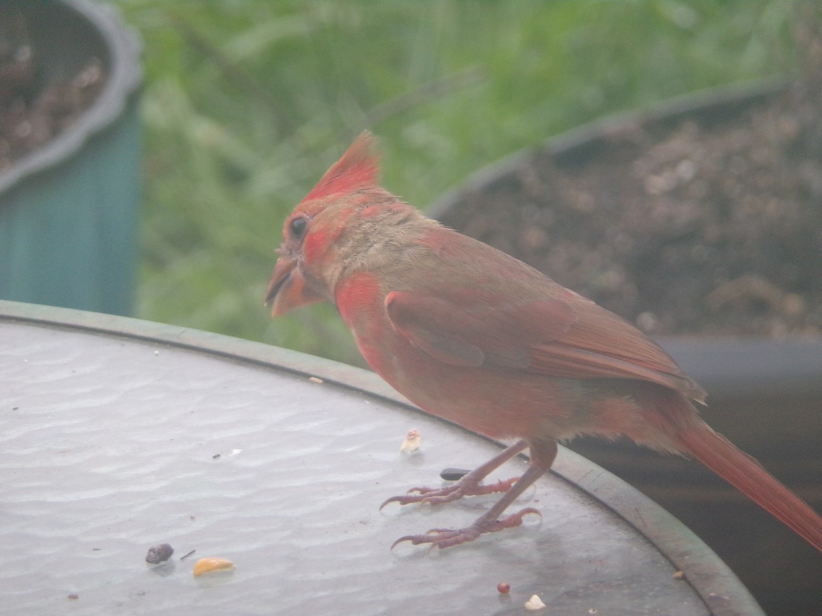 Northern Cardinal - Texas Bird Family