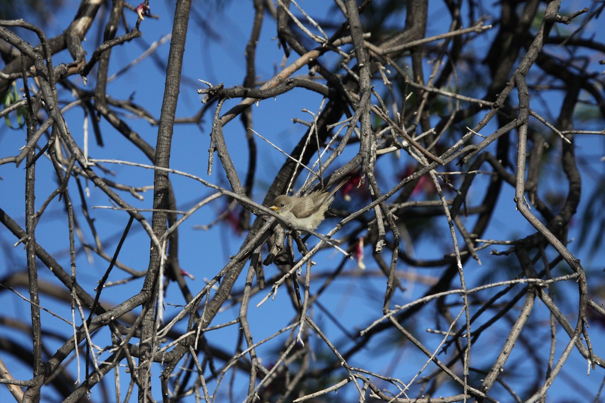 Verdin - Guy David