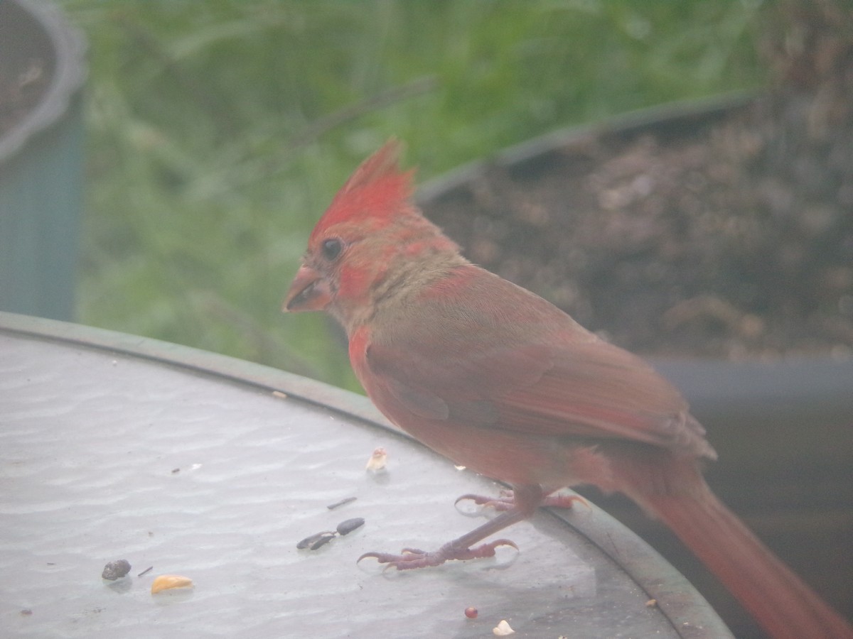 Northern Cardinal - Texas Bird Family