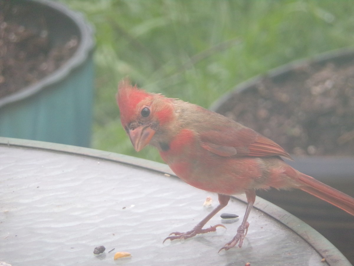 Northern Cardinal - Texas Bird Family