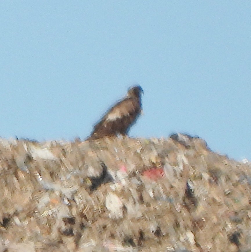 Bald Eagle - alan murray