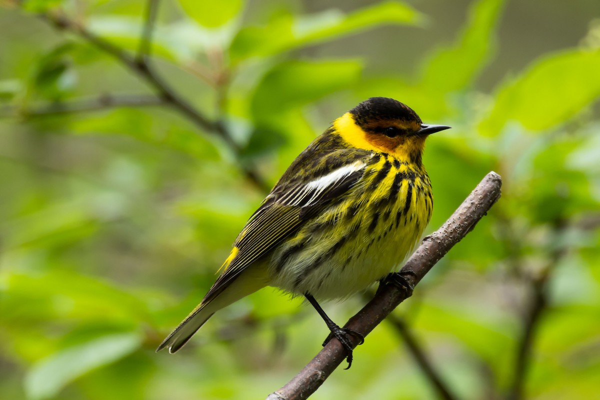 Cape May Warbler - Kees de Mooy