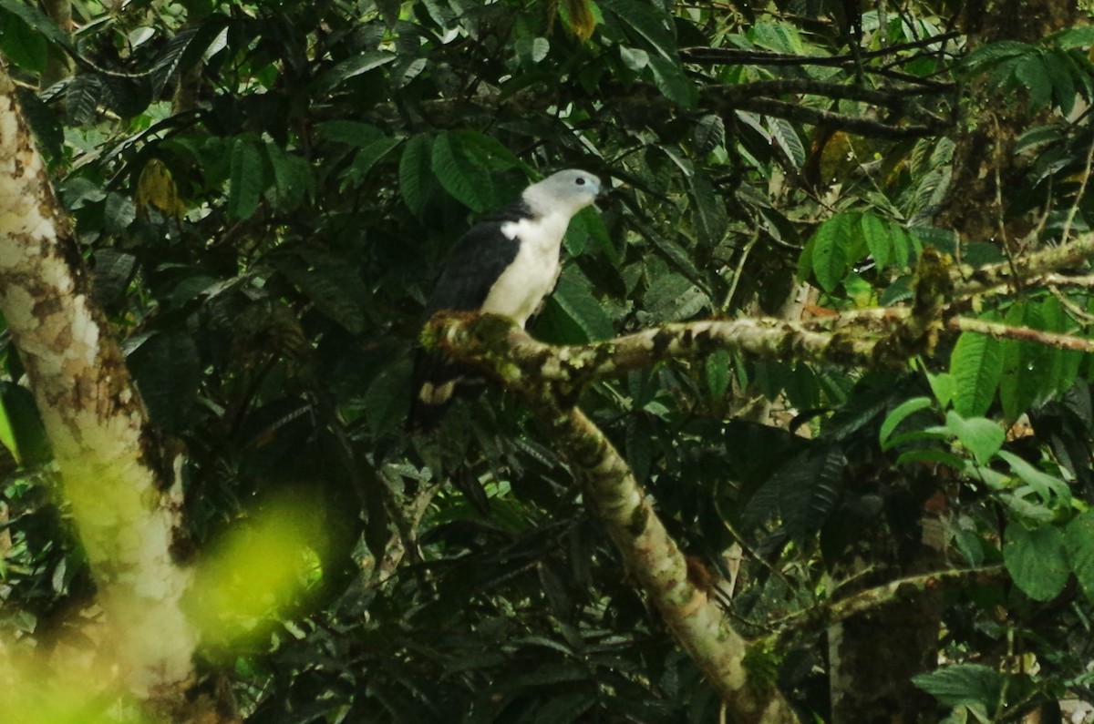 Gray-headed Kite - Claudio  Crespo