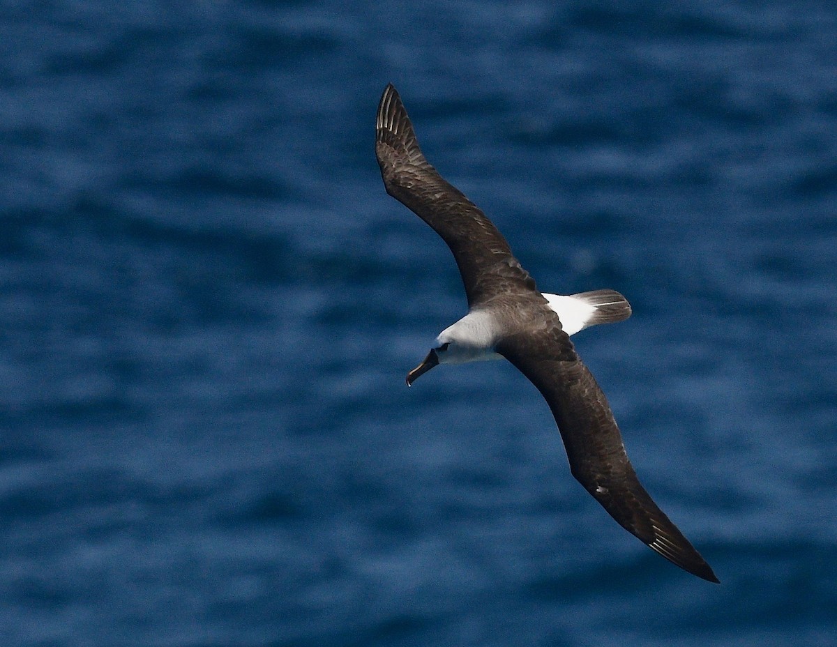 Atlantic Yellow-nosed Albatross - Win Ahrens
