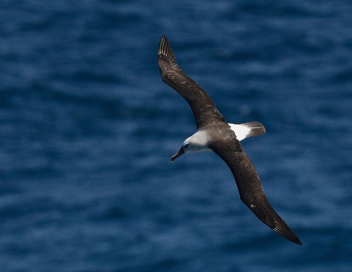 Atlantic Yellow-nosed Albatross - ML619574129