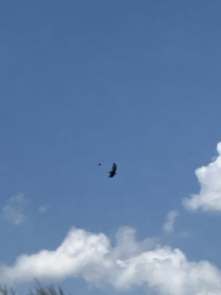 Turkey Vulture - ML619574131