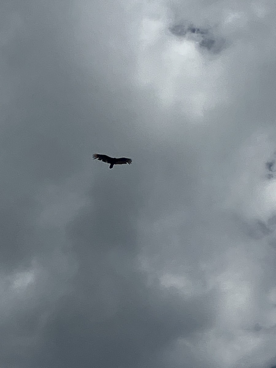 Turkey Vulture - ML619574134