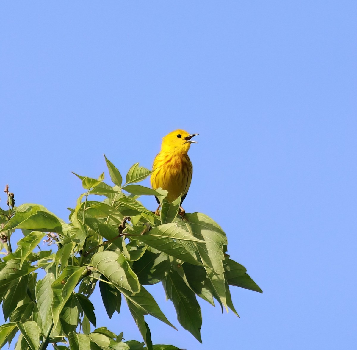 Yellow Warbler - ML619574137