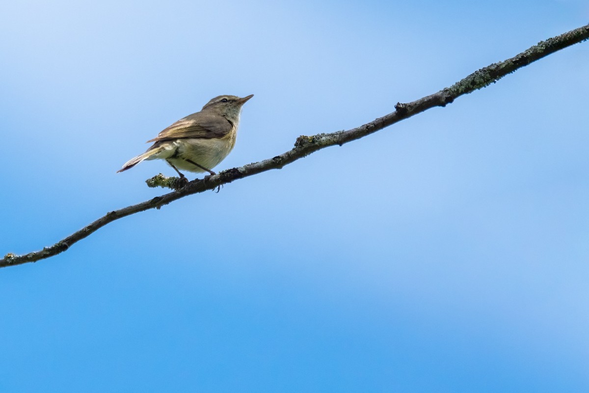 Common Chiffchaff - Mike Heneghan