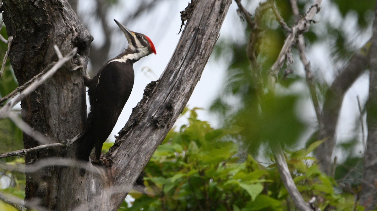 Pileated Woodpecker - Todd Norris
