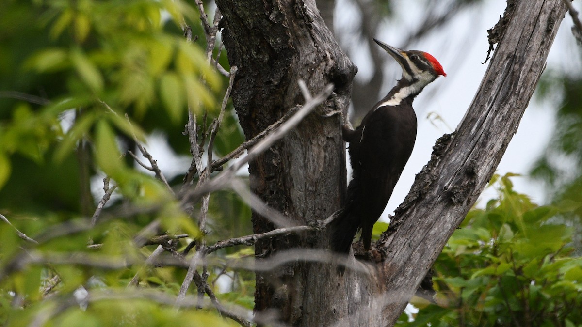 Pileated Woodpecker - Todd Norris