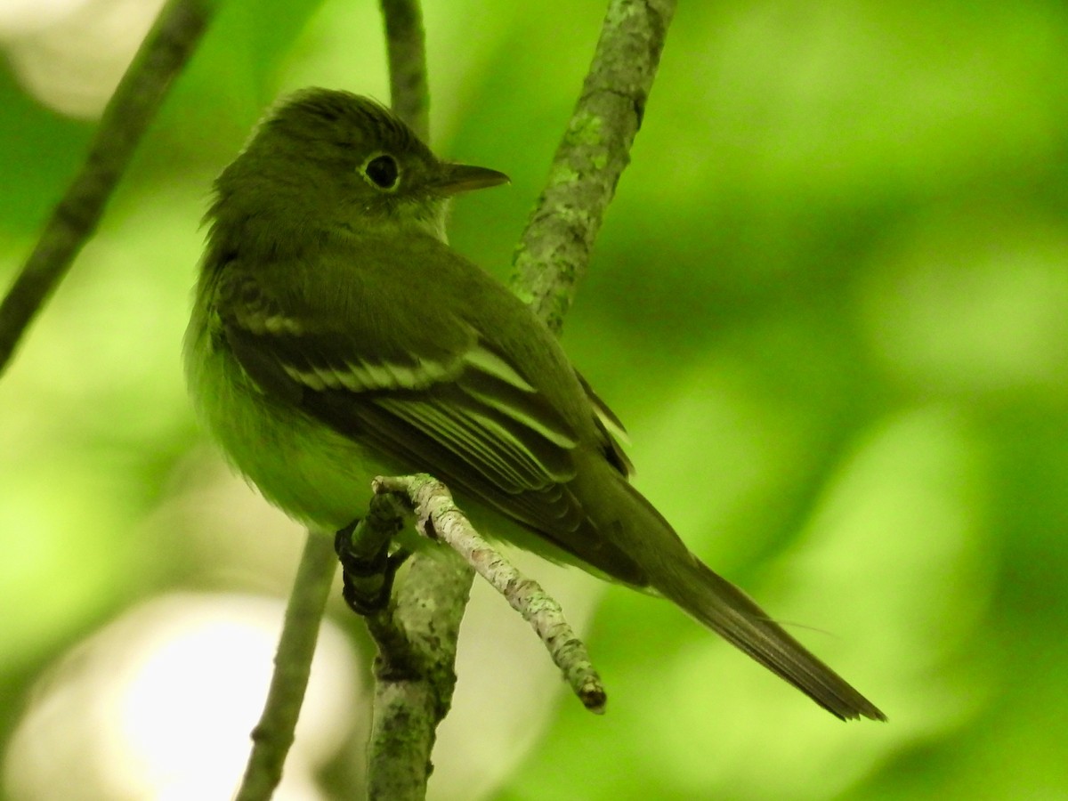 Acadian Flycatcher - Isaac Petrowitz