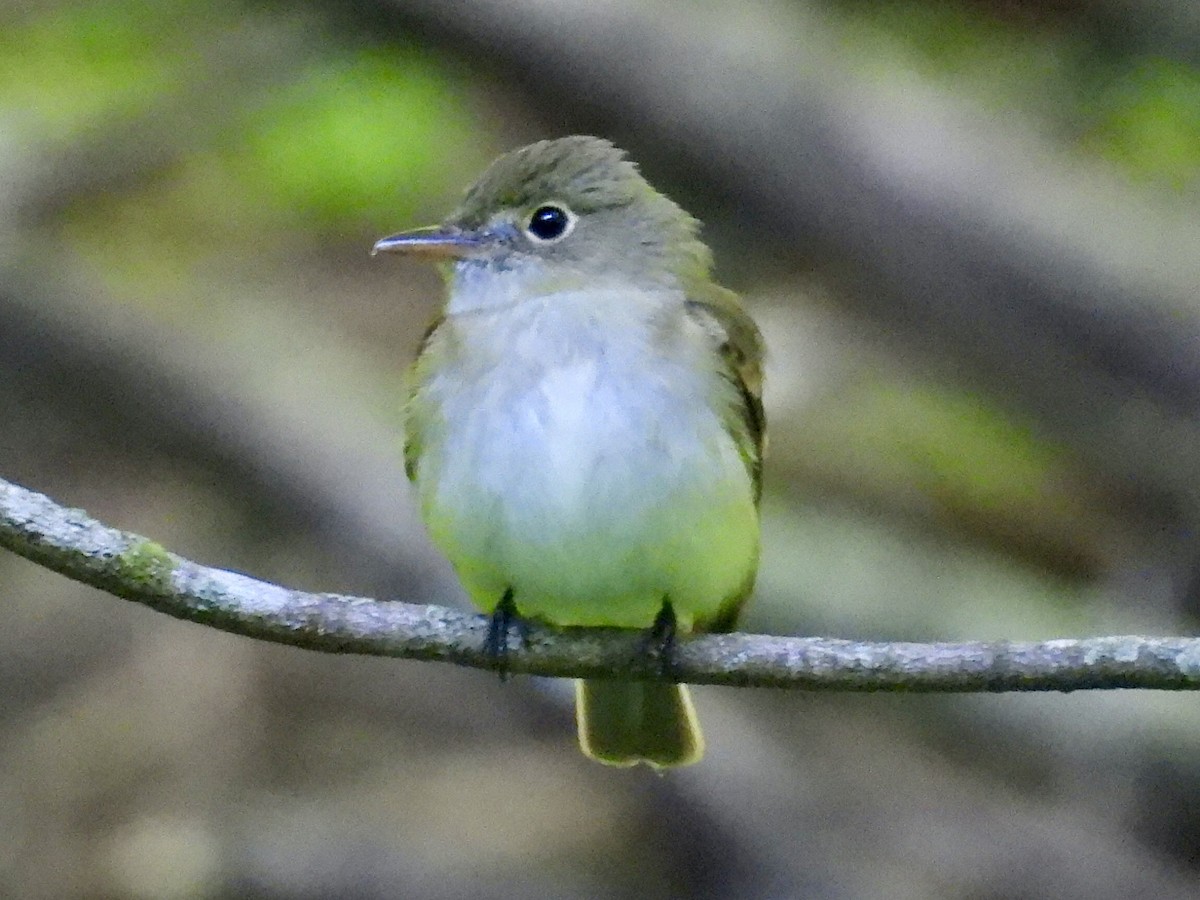 Acadian Flycatcher - Isaac Petrowitz