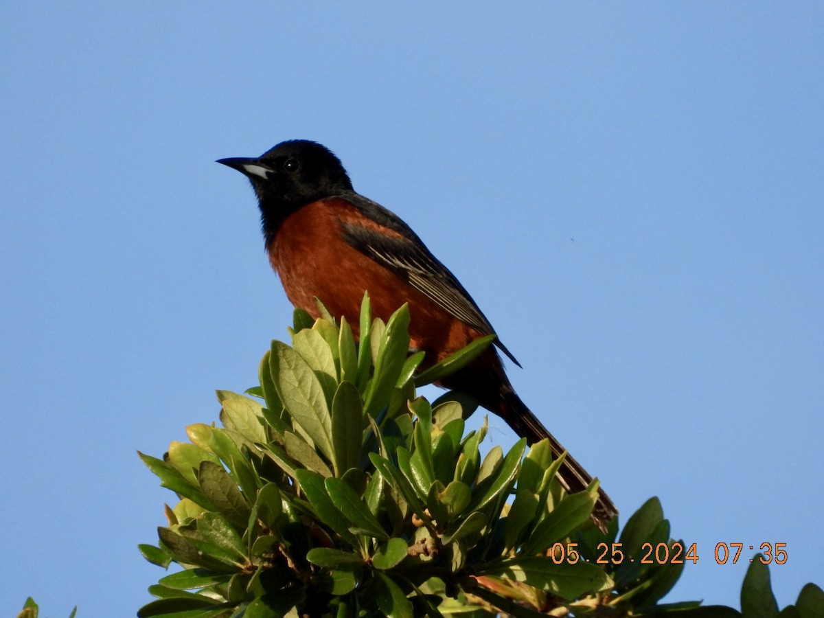 Orchard Oriole - Therese Aubin