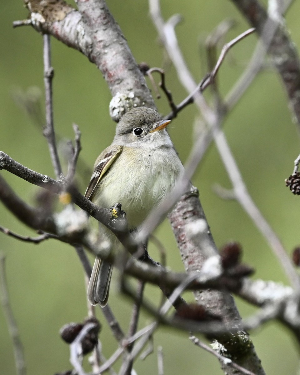 Least Flycatcher - Joe Wujcik