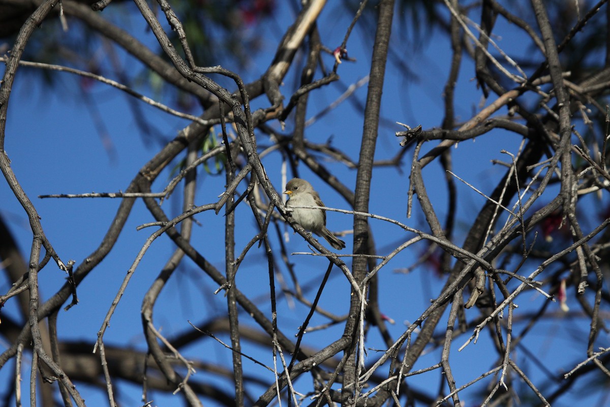 Verdin - Guy David