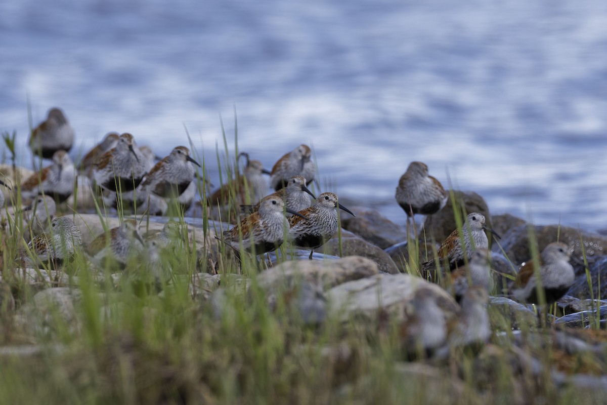 Dunlin - Mario St-Gelais