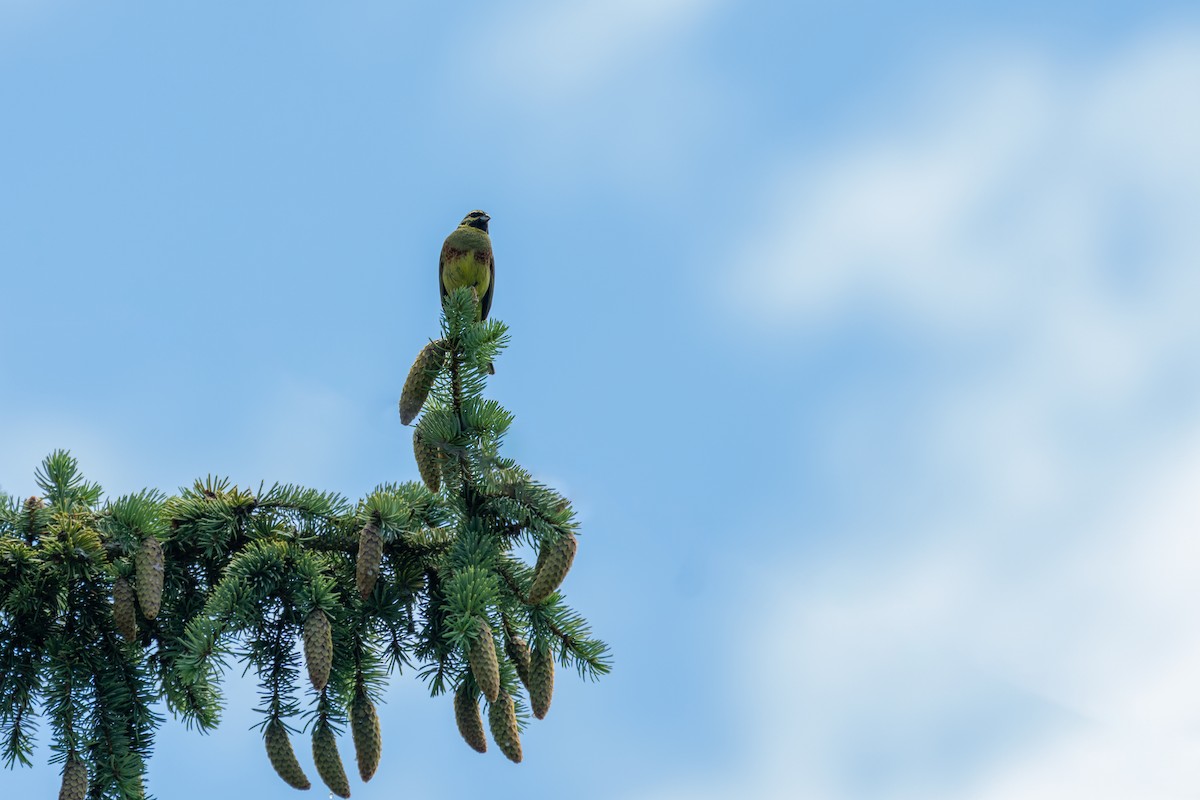 Cirl Bunting - Mike Heneghan