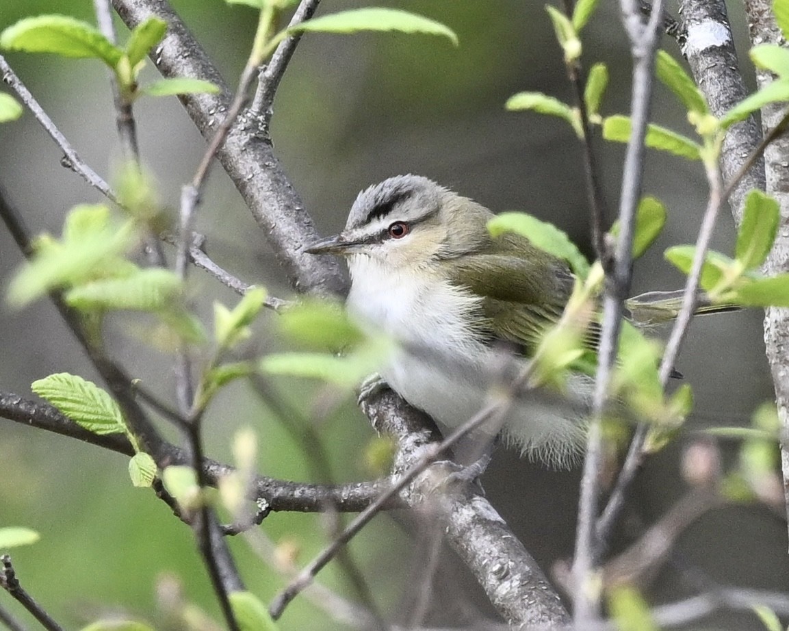 Red-eyed Vireo - Joe Wujcik