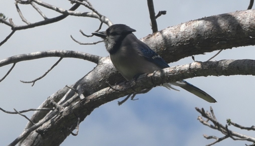 Blue Jay - Stewart Reed