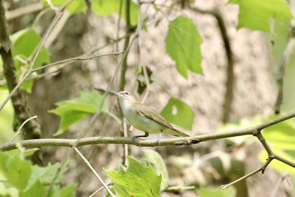 Red-eyed Vireo - William Going