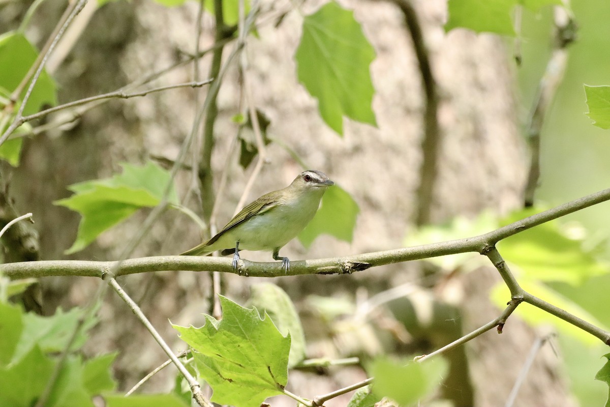 Red-eyed Vireo - William Going